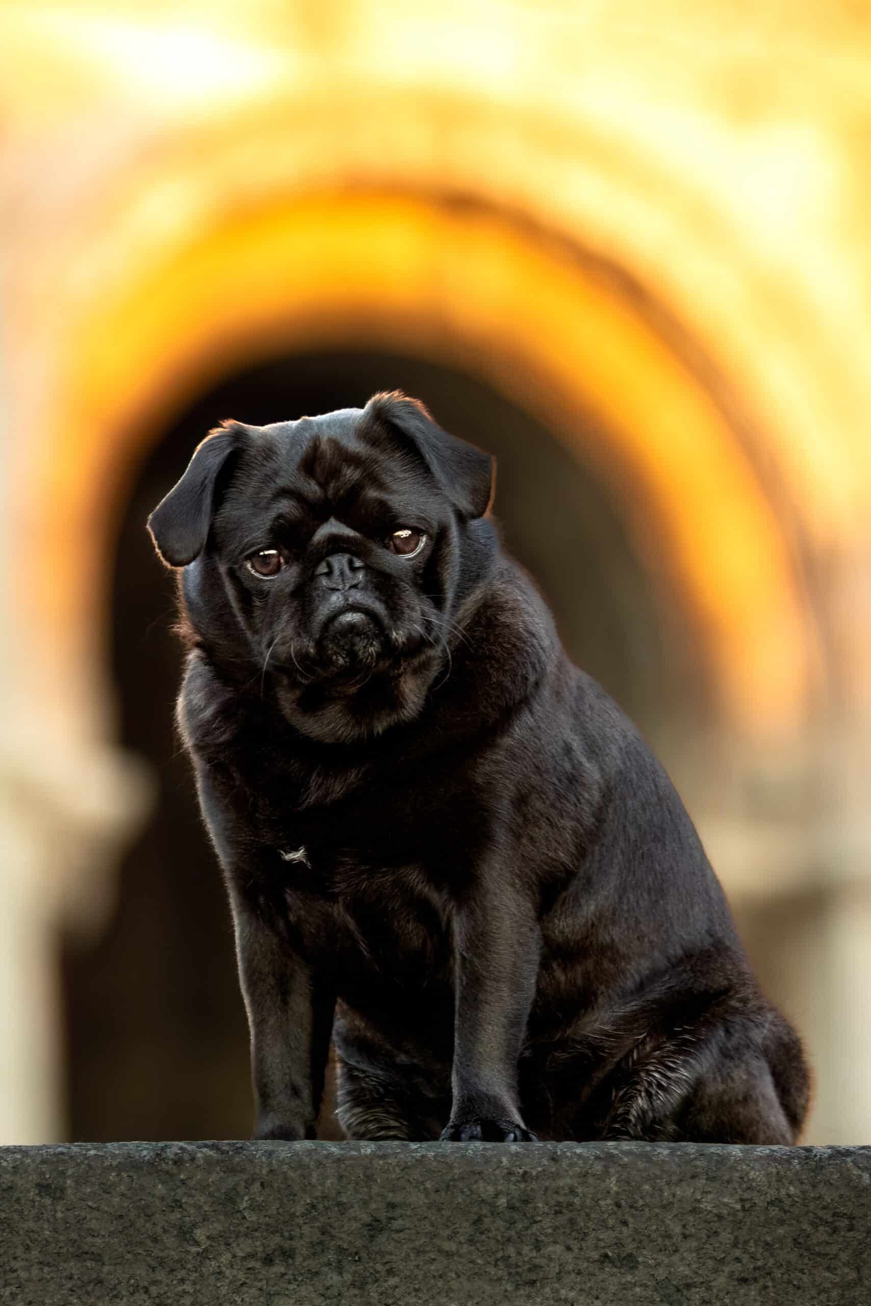 Photo de Carlin - Gaétane Lf Photographie