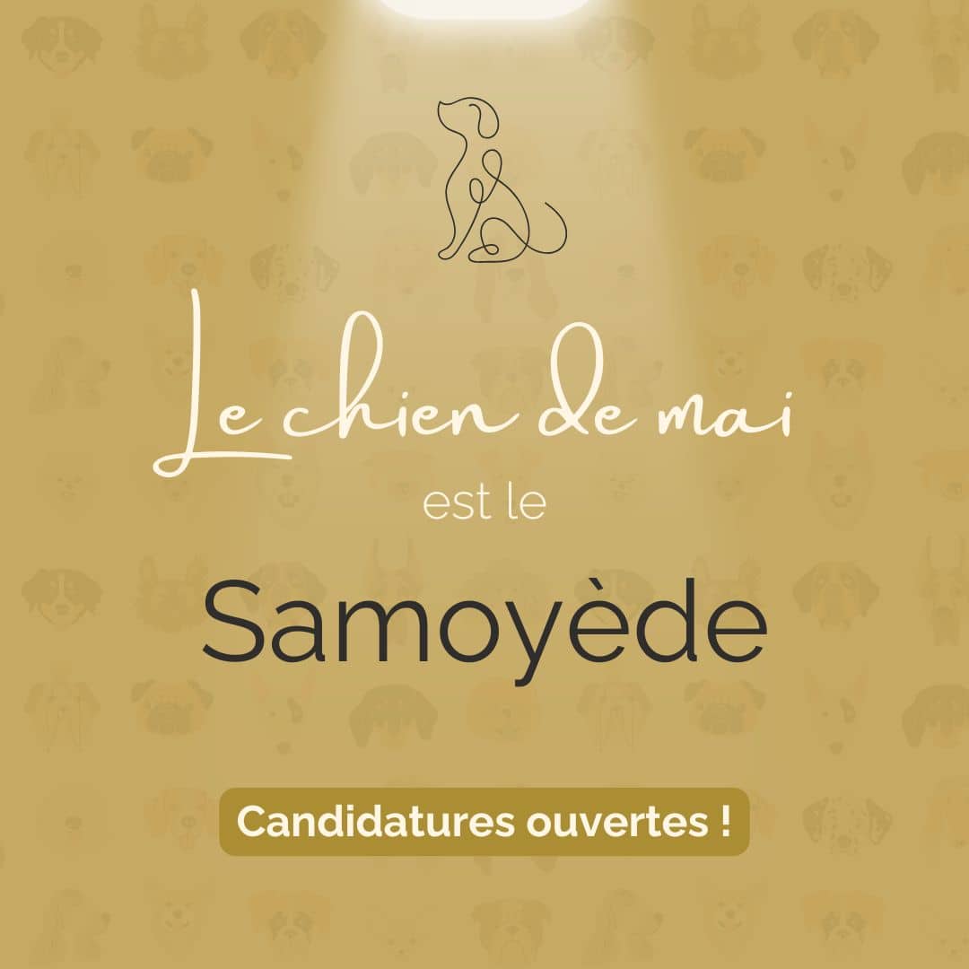 Chien du Mois Mai Samoyède