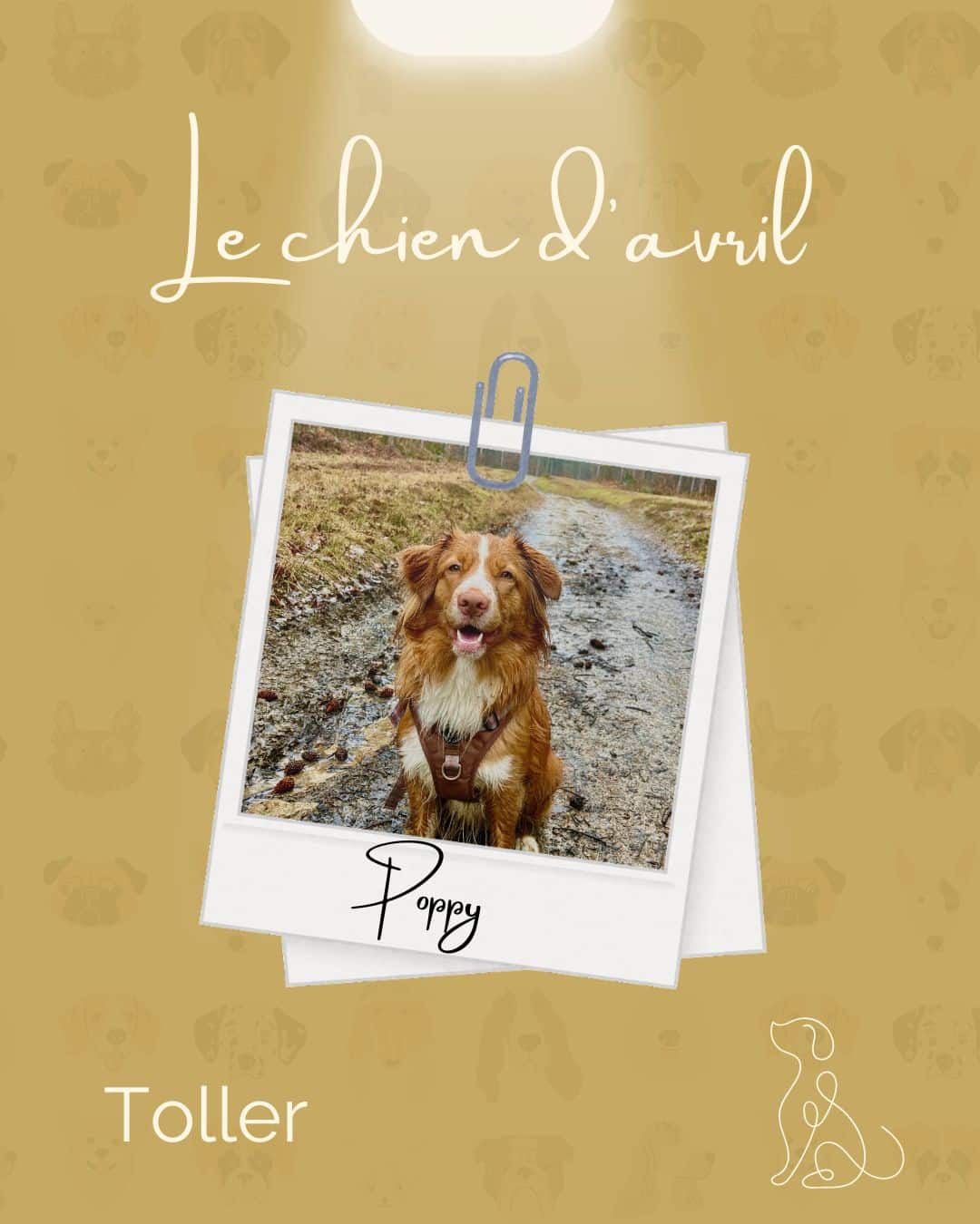 Chien du Mois de Janvier - Onawa