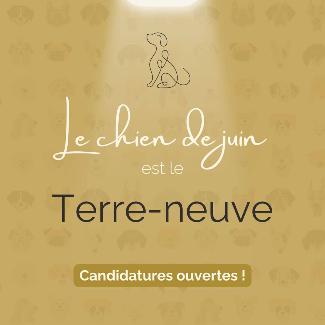 Chien du Mois Juin Terre-neuve
