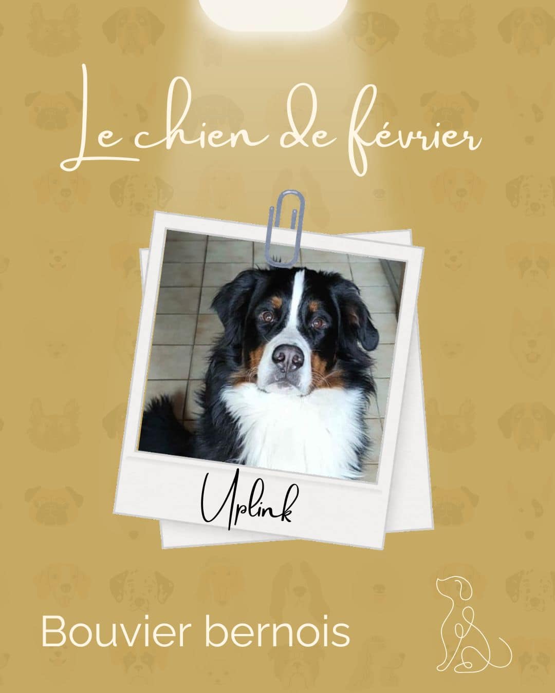 Chien du Mois de Février - Uplink