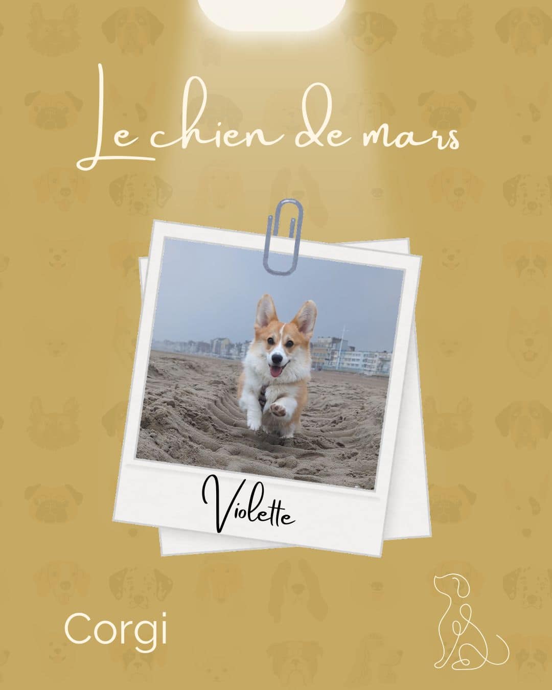 Violette Gagnant Chien du mois - Corgi - Violette
