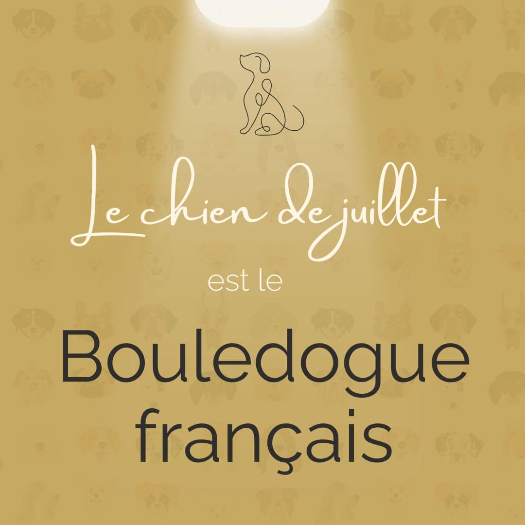 Chien du Mois Juillet Bouledogue français