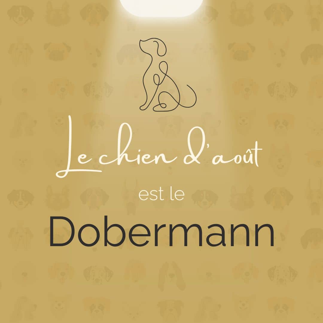 Dobermann Chien du Mois 
