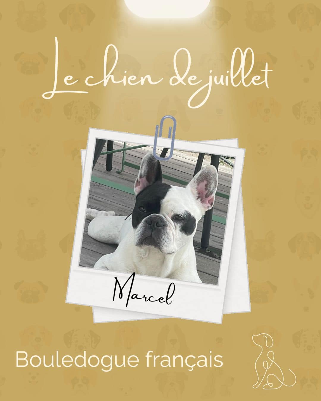 Chien du Mois de Janvier - Onawa