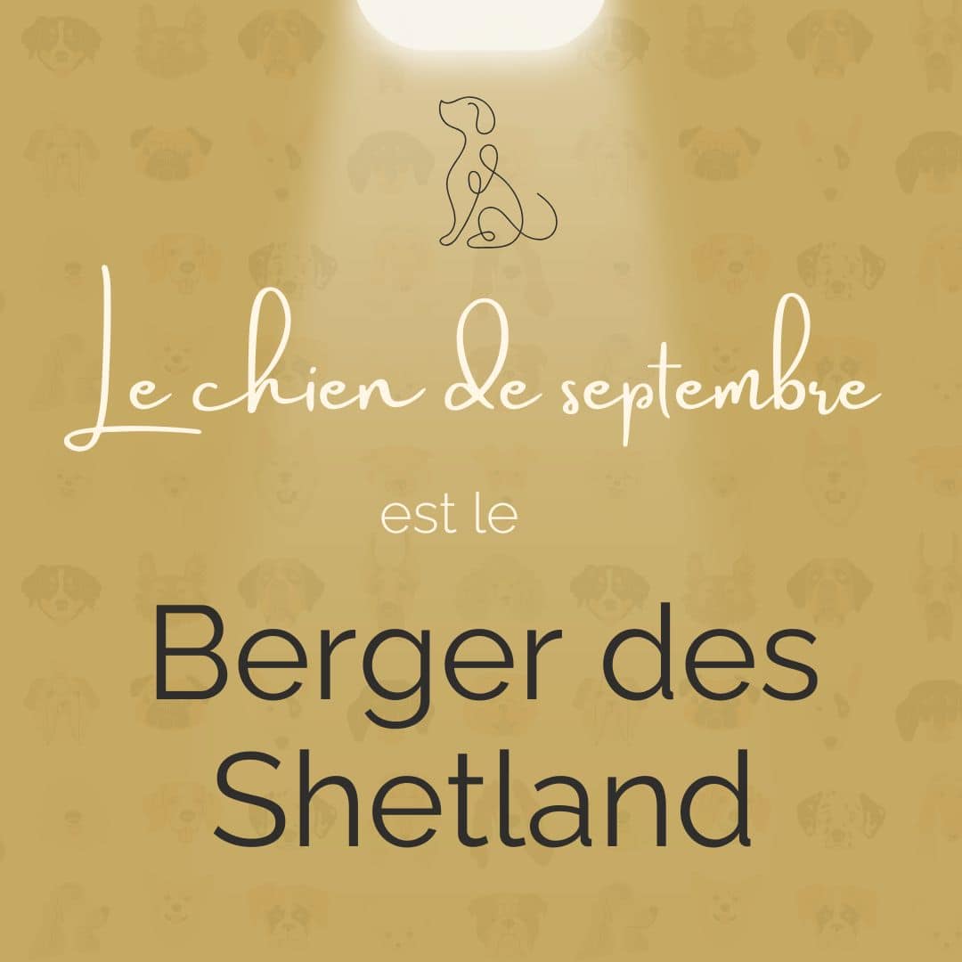 berger des shetland Chien du Mois