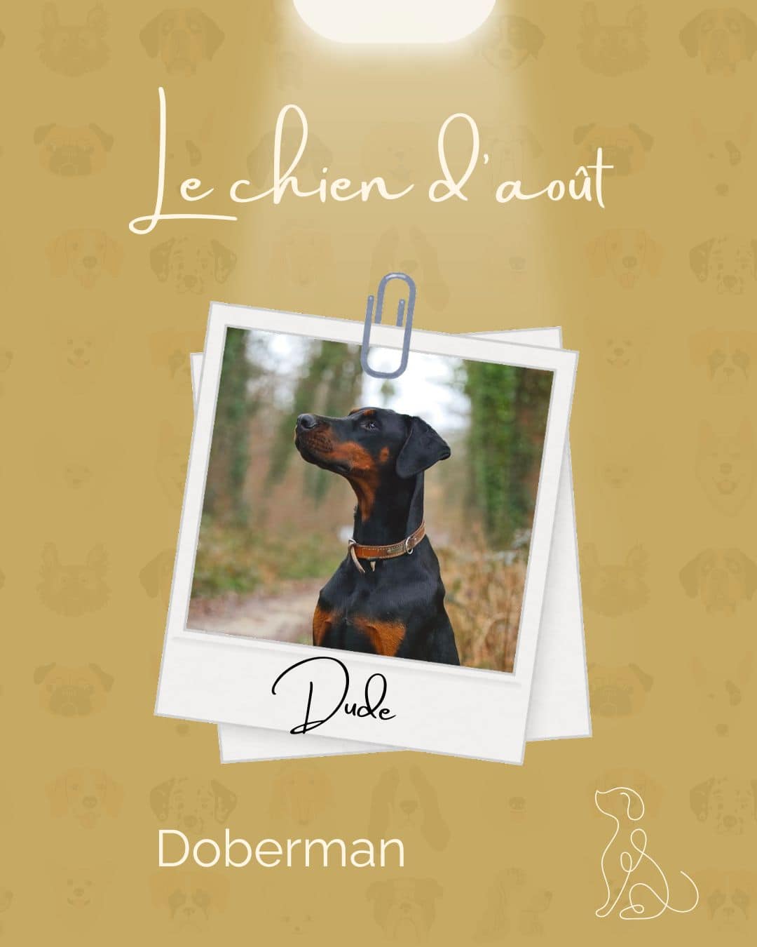 Dude chien du mois d'août