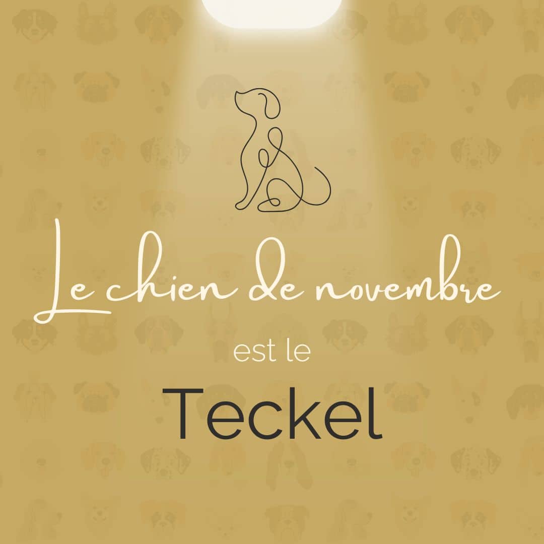 Chien du Mois de novembre - Teckel
