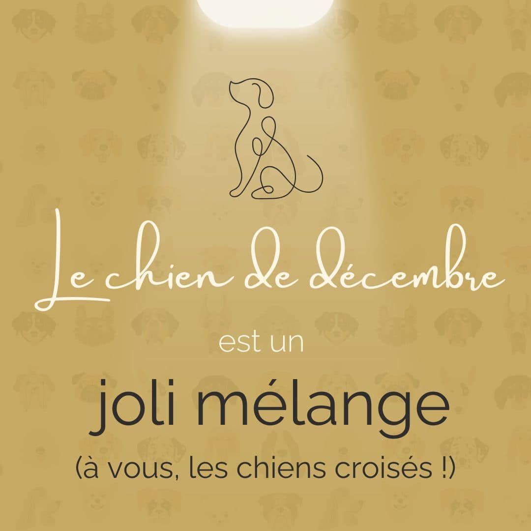 Chien du Mois de novembre - Teckel