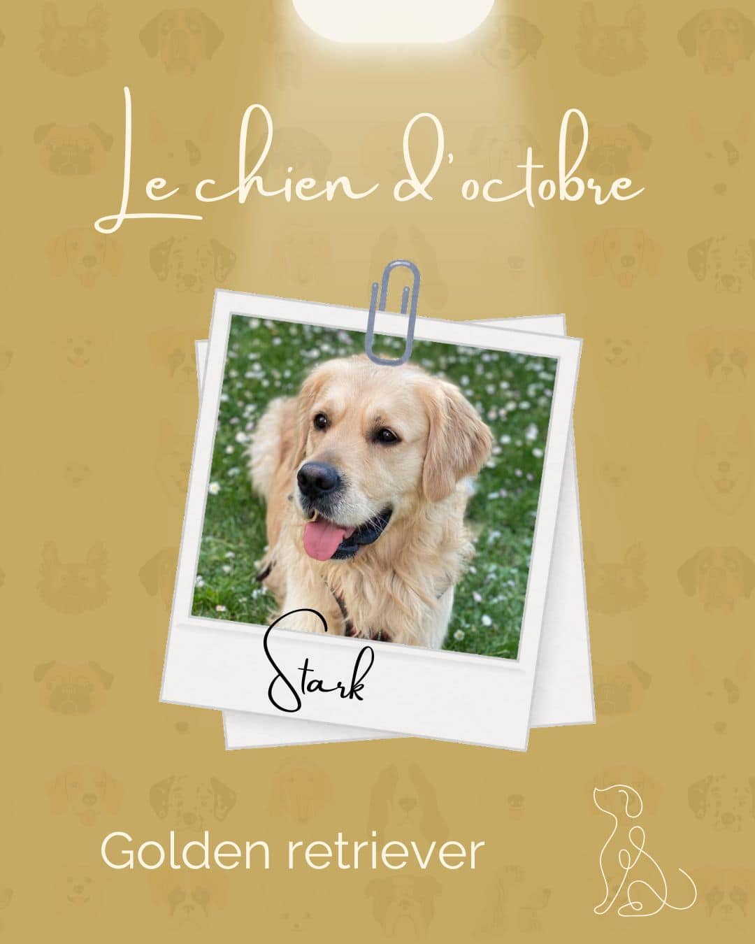 Chien du Mois d'octobre - Stark - Golden Retriever
