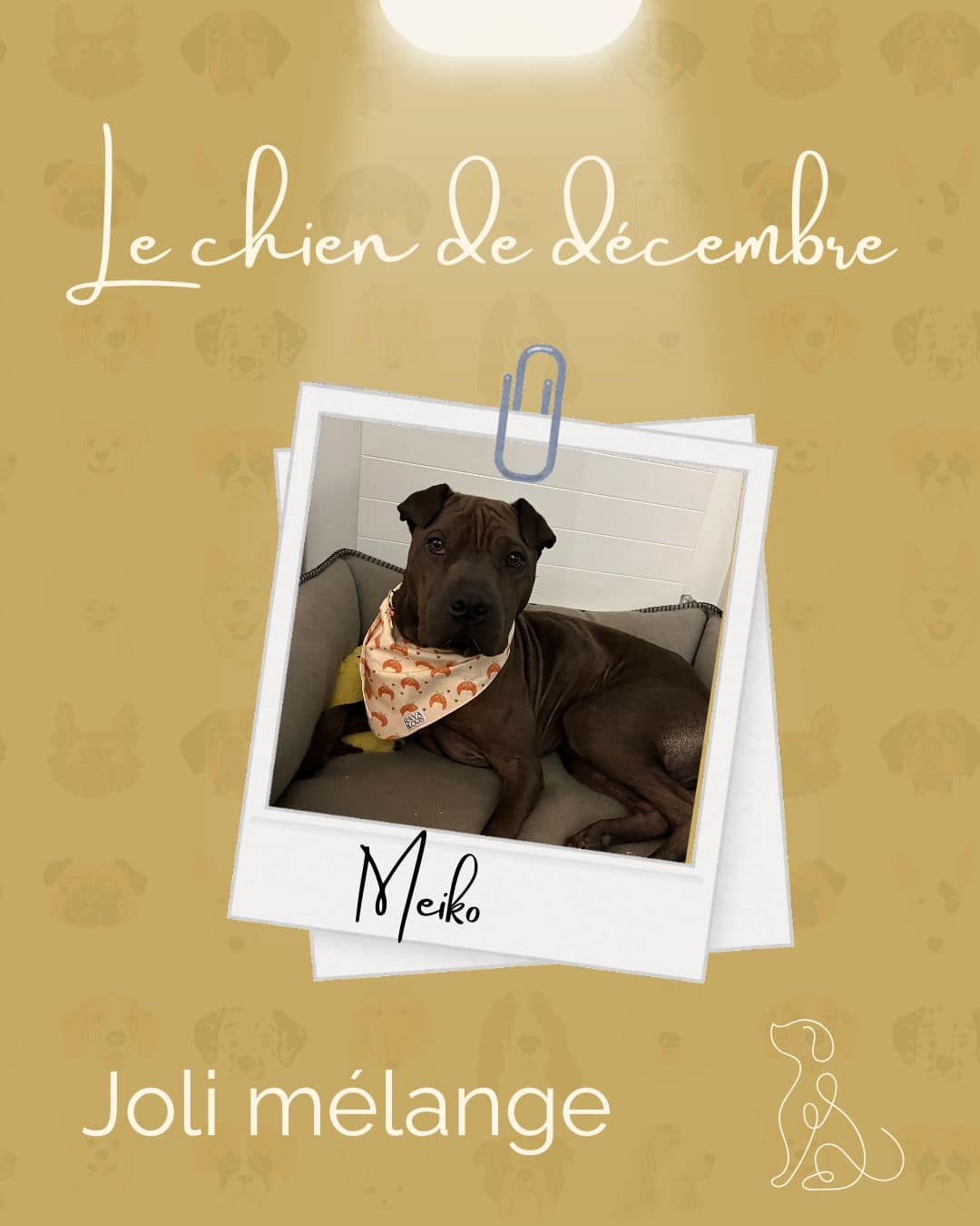 Meiko Chien croisé sharpei x staff - chien du mois de décembre - Meiko