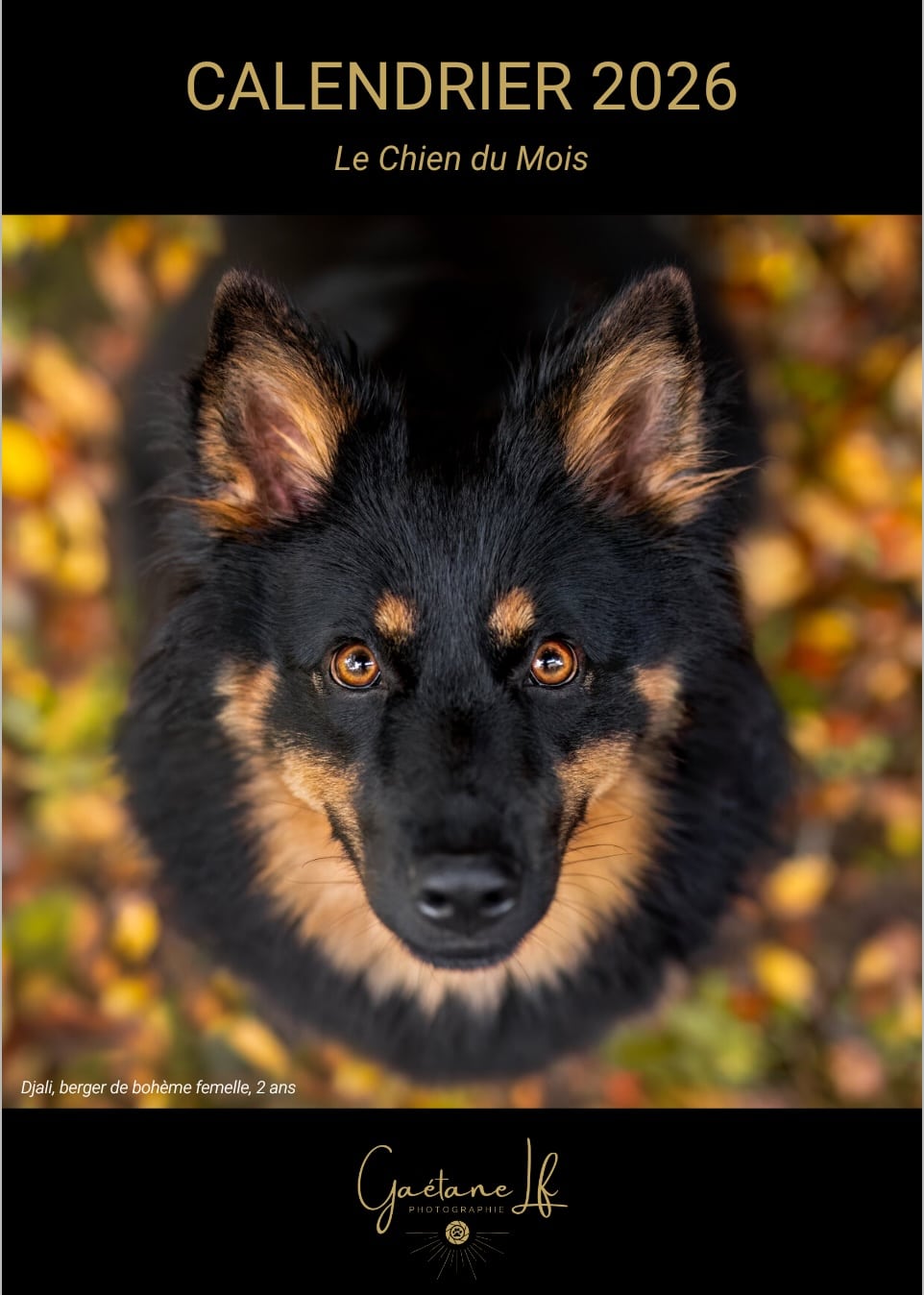 Calendrier 2026 • Chien du Mois • Gaétane Lf Photographie Calendrier 2026 • Chien du Mois • Gaétane Lf Photographie