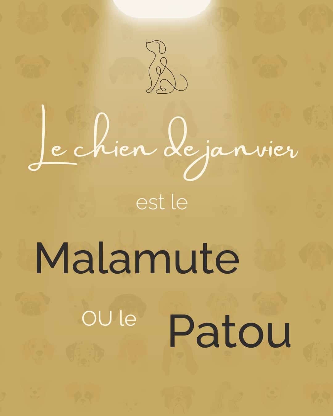 Chien du Mois Janvier Malamute Patou